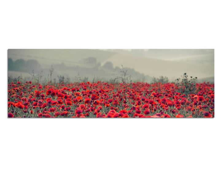Paul Sinus Art Panoramabild auf Leinwand und Keilrahmen 150x50cm Mohnblumen Feld Nebel Sonnenaufgang