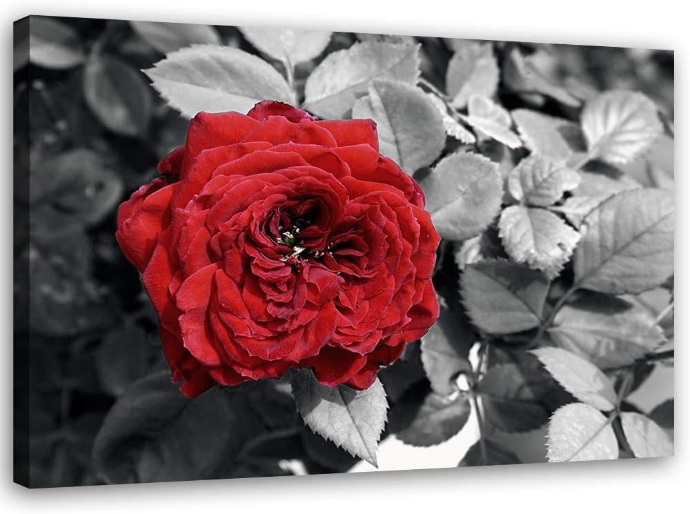 Feeby Bild auf Leinwand Rose Kunstdruck modern Blume Rot 80x60 cm M14559 80x60 cm, M14559 80x60 cm