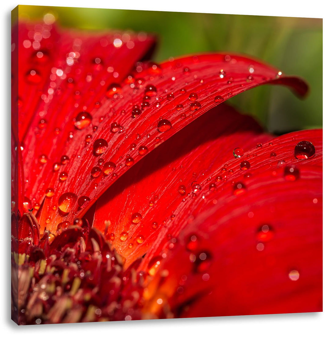 Tautropfen auf roter Blume, Format: 70x70 auf Leinwand, XXL riesige Bilder fertig gerahmt mit Keilra