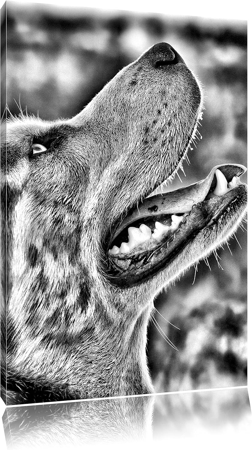 Pixxprint Husky von der Seite als Leinwandbild/Grösse: 100x70 / Wandbild/Kunstdruck/fertig bespannt,