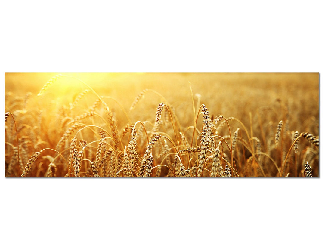 Paul Sinus Art Panoramabild auf Leinwand und Keilrahmen 150x50cm Kornfeld Herbst Sonnenuntergang