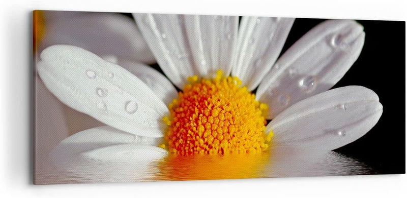 Wandbilder Dekoration Wohnzimmer Kraut Kamille Blume Wasser Panorama Bilder auf Leinwand 120x50cm Le