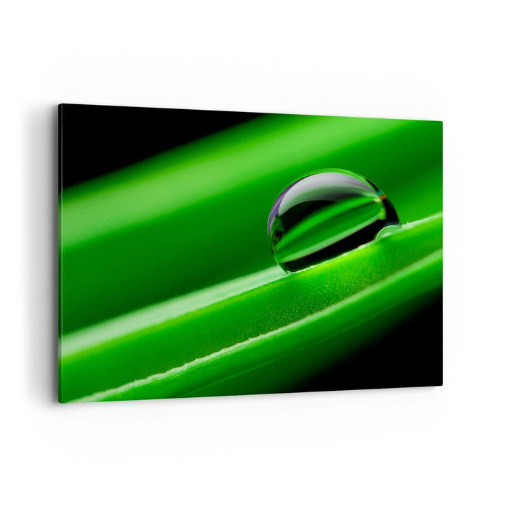 Bilder auf Leinwand 100x70cm Leinwandbild Pflanze Tropfen Wasser Blase Gross Wanddeko Bild Schlafzim