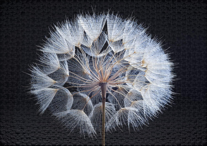 Ulmer Puzzleschmiede - Puzzle „Pusteblume“ - Klassisches 1000 Teile Puzzle Blume - Puzzle Made in Ge