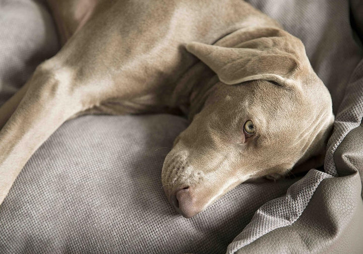 George & Bobs Hundekissen The ?Decent Fabric Mix? Cushion Waschabr hochwertig