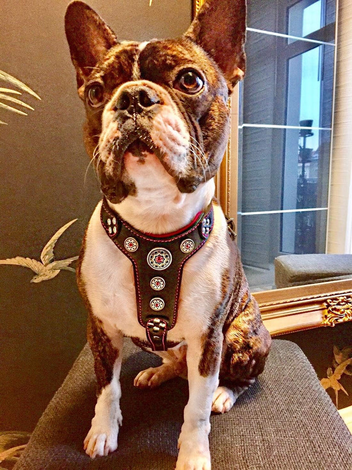 Bestia |Bijou| Leder Brustgeschirr für Kleine bis Mittelgrosse Hunde. 100% Leder. Handgefertigt. Top