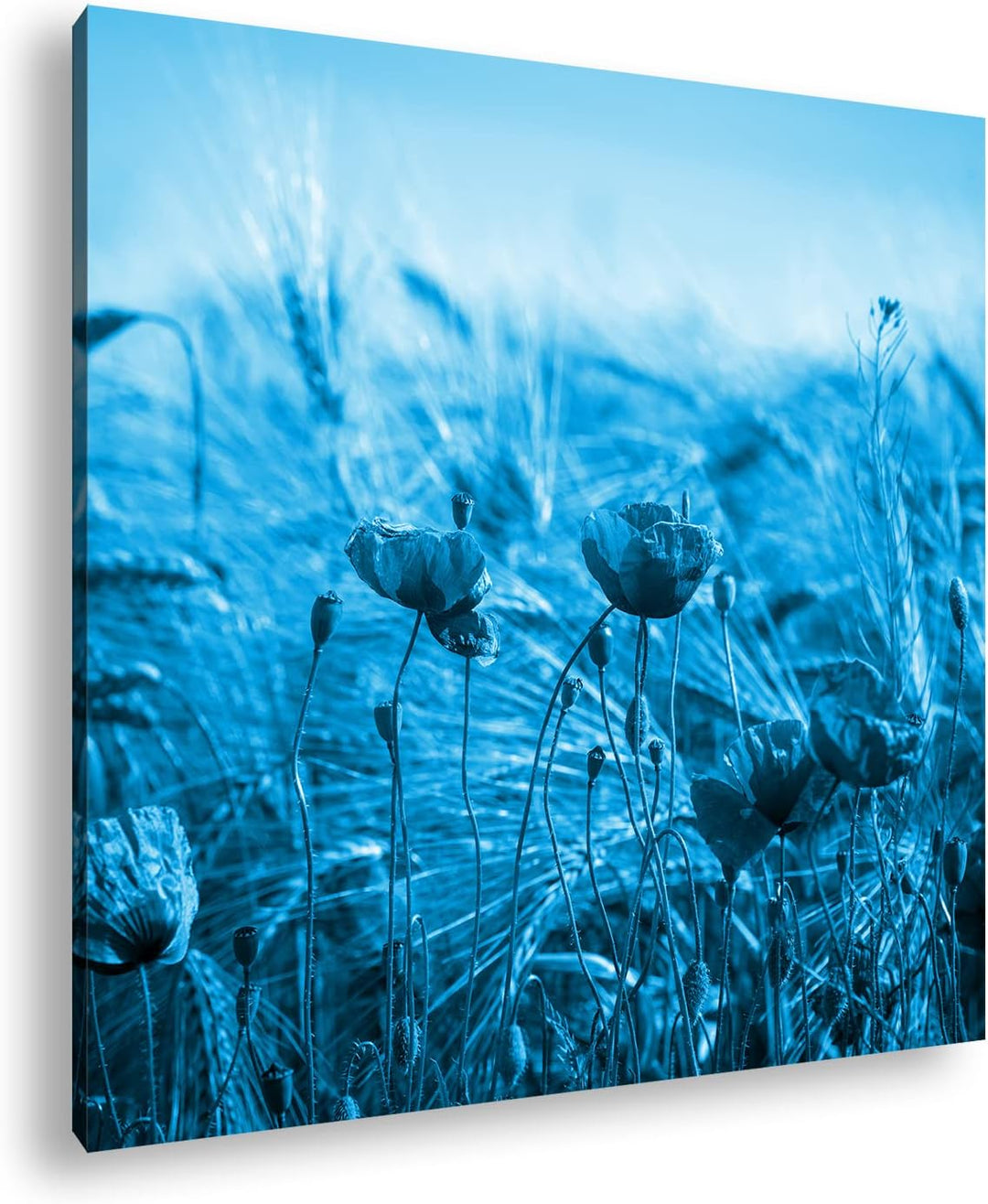 deyoli zarte Mohnblumen im Getreidefeld Format: 70x70 Effekt: Monocrome Blau als Leinwand, Motiv fer