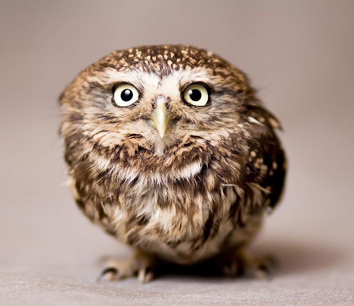 Nachteule mit Blick Herdabdeckplatte & Spritzschutz aus Echtglas | Für Herd-Kochfelder | 60x52 cm