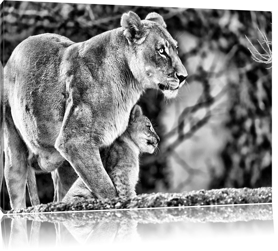 Pixxprint Monocrome, Löwenmutter mit Jungtier, Format: 100x70 auf Leinwand, 100x70