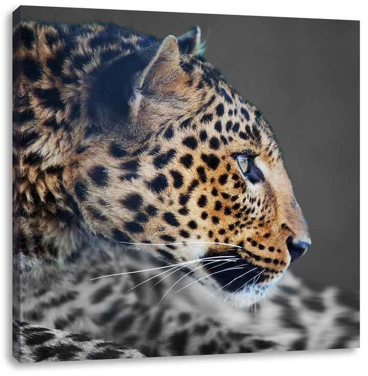 Pixxprint Wachsamer Gepard Schwarz/Weiss, Format: 70x70 auf Leinwand, 70x70