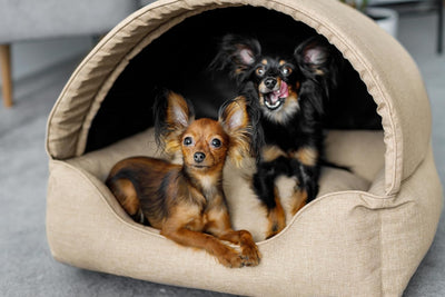 Bjird Hundebett & Hundehütte in einem - Hundehaus mit Dach für kleine und mittelgrosse Hunde - Hunde