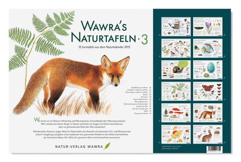 Wawra´s Naturtafeln Set 3 - mit 12 Lerntafeln im A3-Format zum Entdecken, Beobachten, Bestimmen - 41