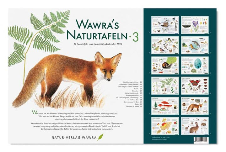 Wawra´s Naturtafeln Set 3 - mit 12 Lerntafeln im A3-Format zum Entdecken, Beobachten, Bestimmen - 41