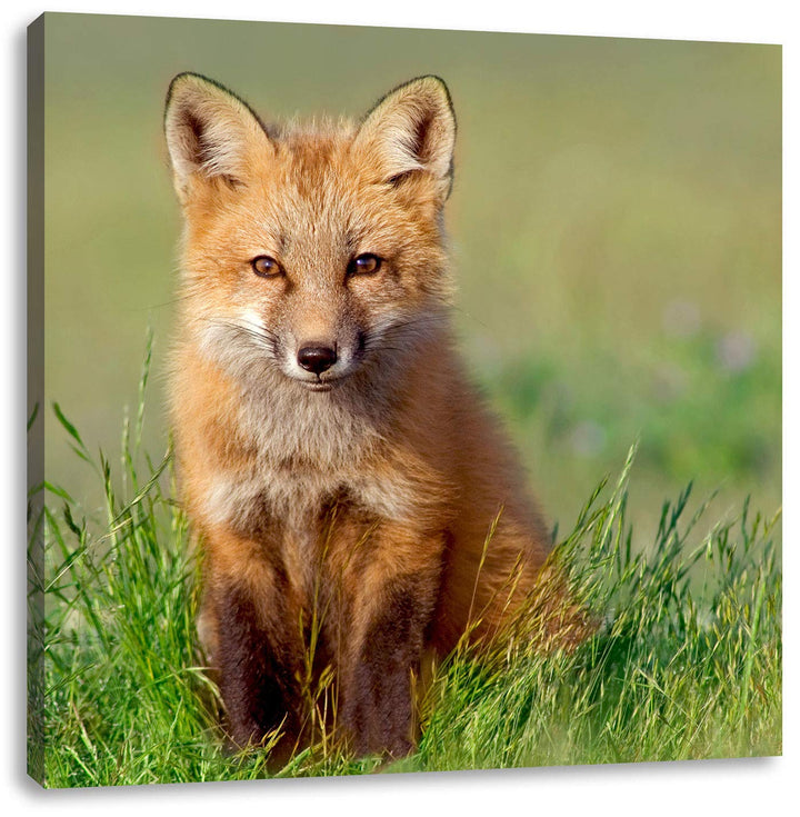 Pixxprint Kleiner Fuchs, Format: 70x70 auf Leinwand, XXL riesige Bilder fertig gerahmt mit Keilrahme