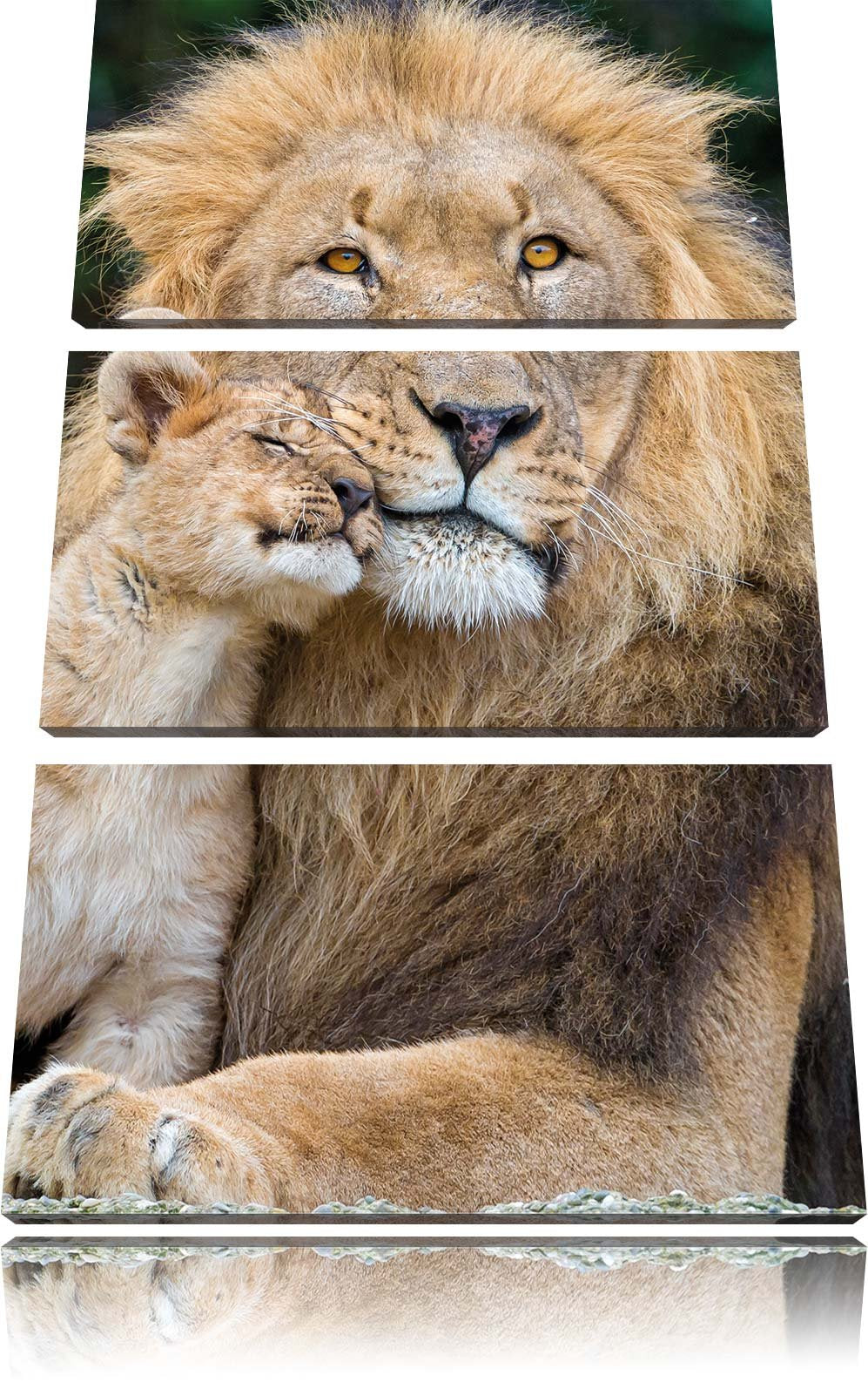 Pixxprint schöner Löwe mit Jungtier als Leinwandbild/Grösse: 3 Teilig (120x80) cm/Wandbild/Kunstdruc