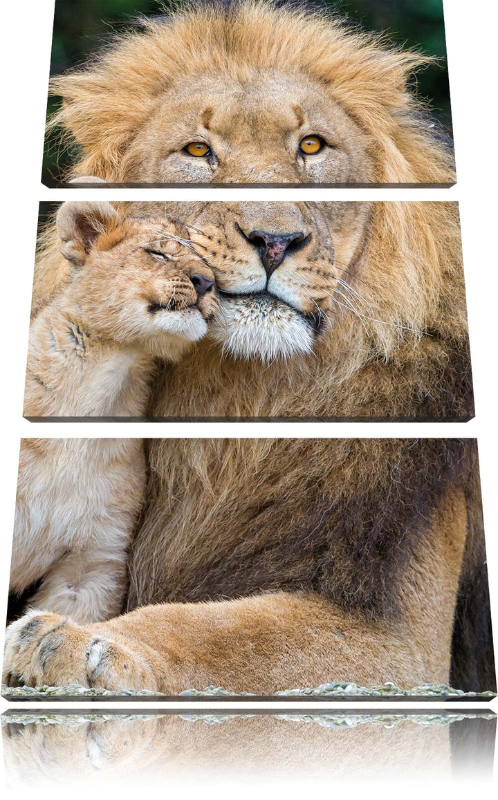 Pixxprint schöner Löwe mit Jungtier als Leinwandbild/Grösse: 3 Teilig (120x80) cm/Wandbild/Kunstdruc