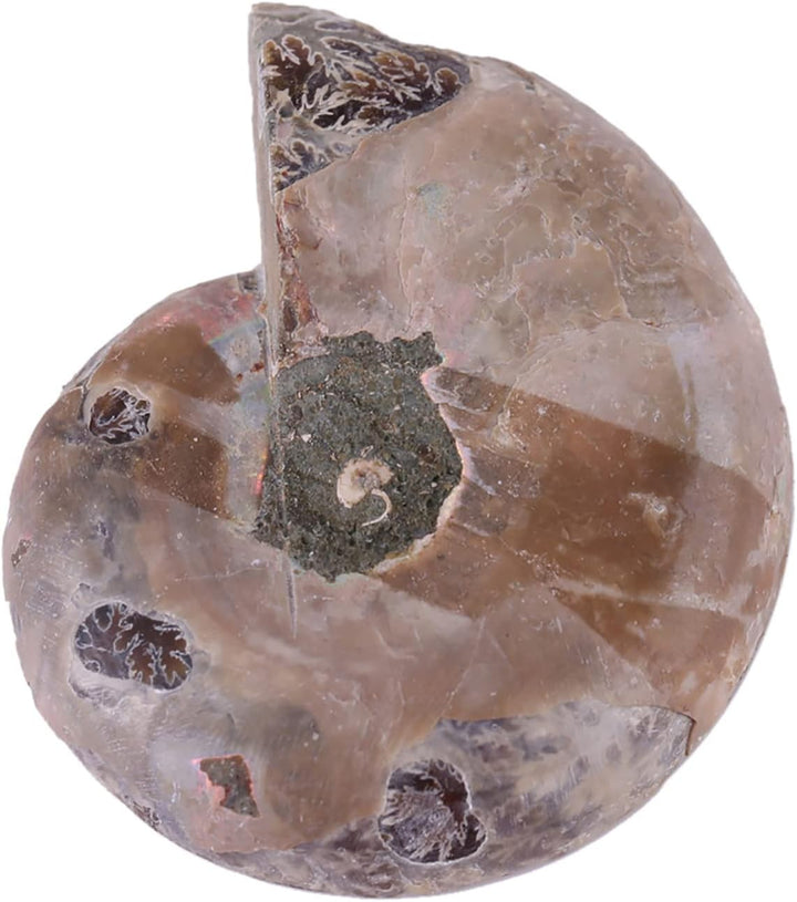 2 X AmmonitExemplar, Natürliches AmmonitExemplar Shell Madagaskar(4cm/1.57inch), 4cm/1.57inch