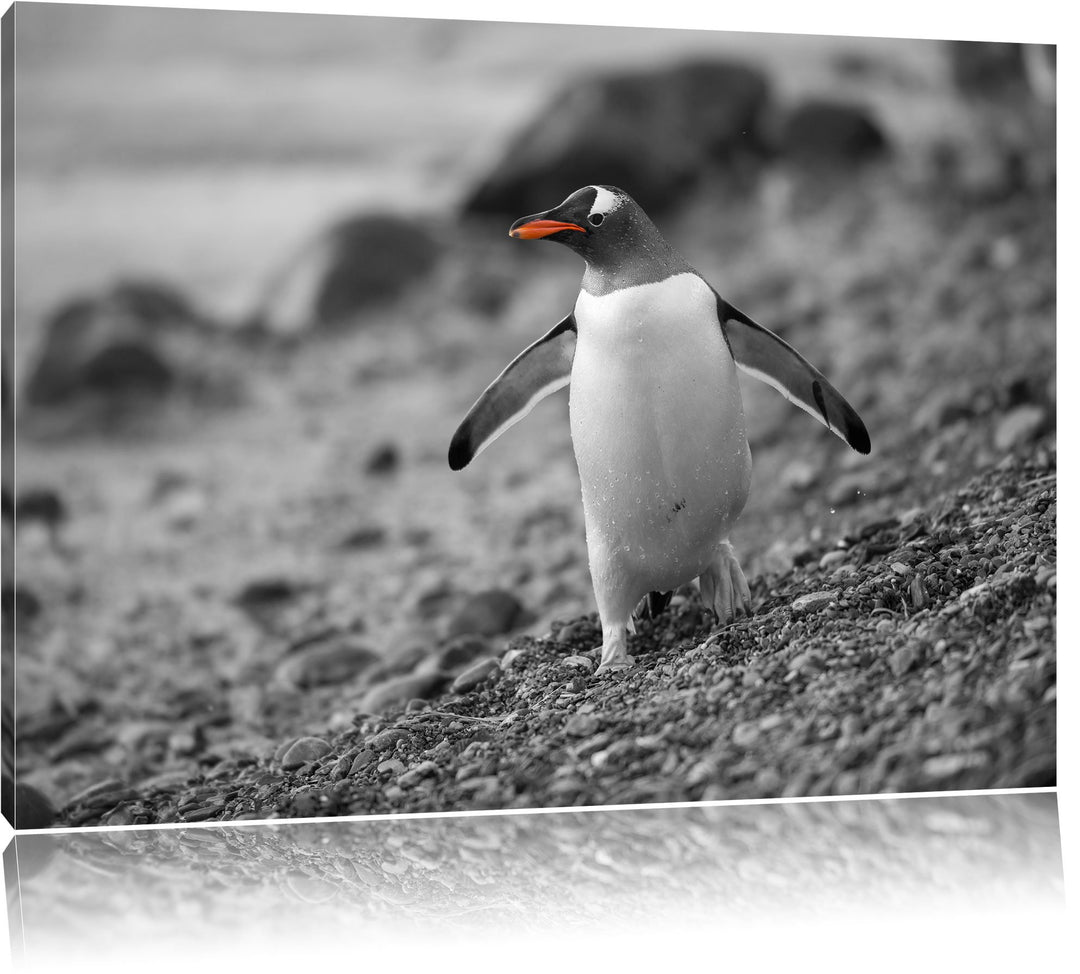 süsser Pinguin am Steinstrand schwarz/weiss Format: 100x70 auf Leinwand, XXL riesige Bilder fertig g