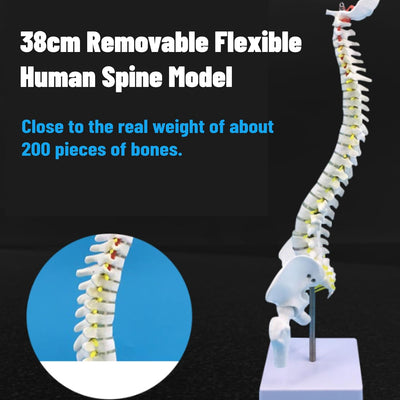 Wirbelsäule Modell Wirbelsäulenmodell mit Ständer 45 cm Abnehmbares Flexibles Menschliches Wirbelsäu