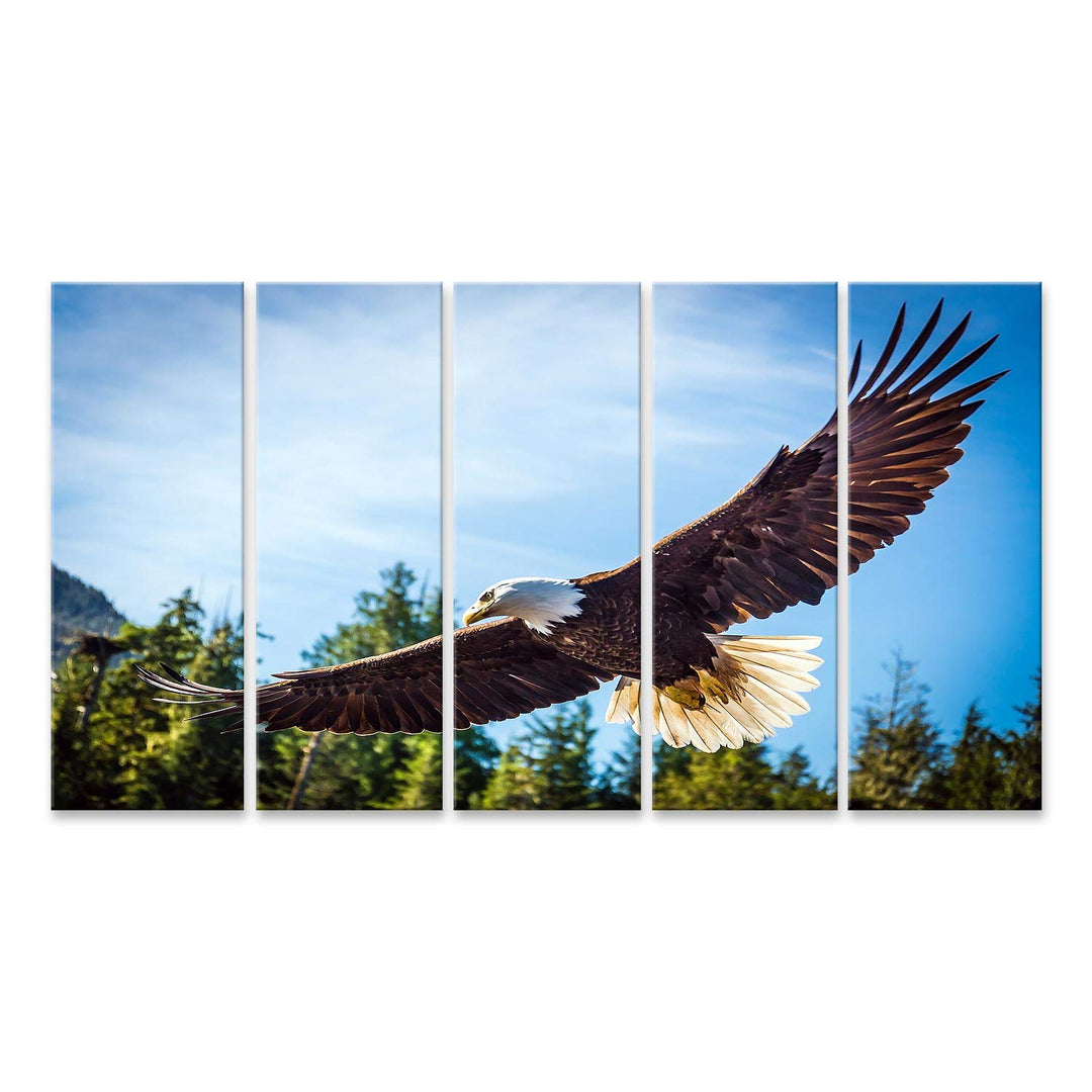 islandburner Bild auf Leinwand Nordamerikanischer Weisskopfseeadler Im Flug Bilder Wandbilder Poster