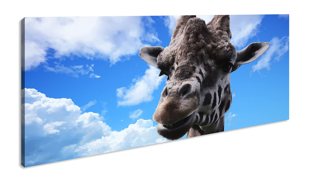 Fotogene Giraffe Panorama 120x60 cm als Leinwandbild, Motiv fertig gerahmt auf Echtholzrahmen, Hochw