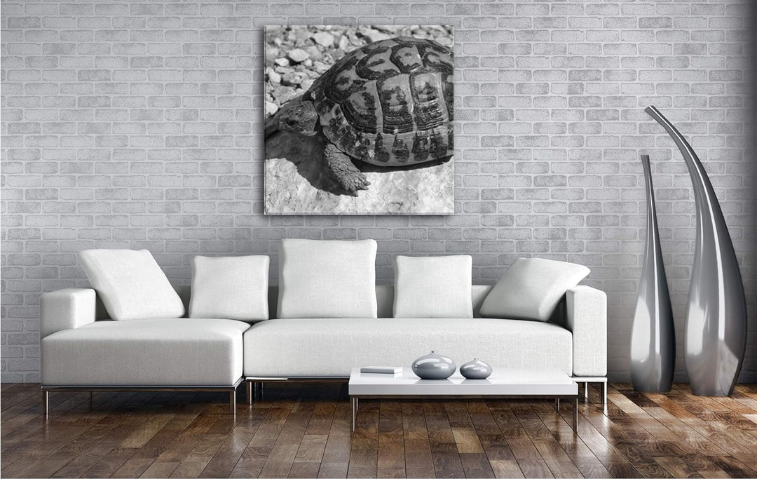 deyoli Eindrucksvolle Schildkröte Format: 70x70 Effekt: Schwarz&Weiss als Leinwandbild, Motiv fertig
