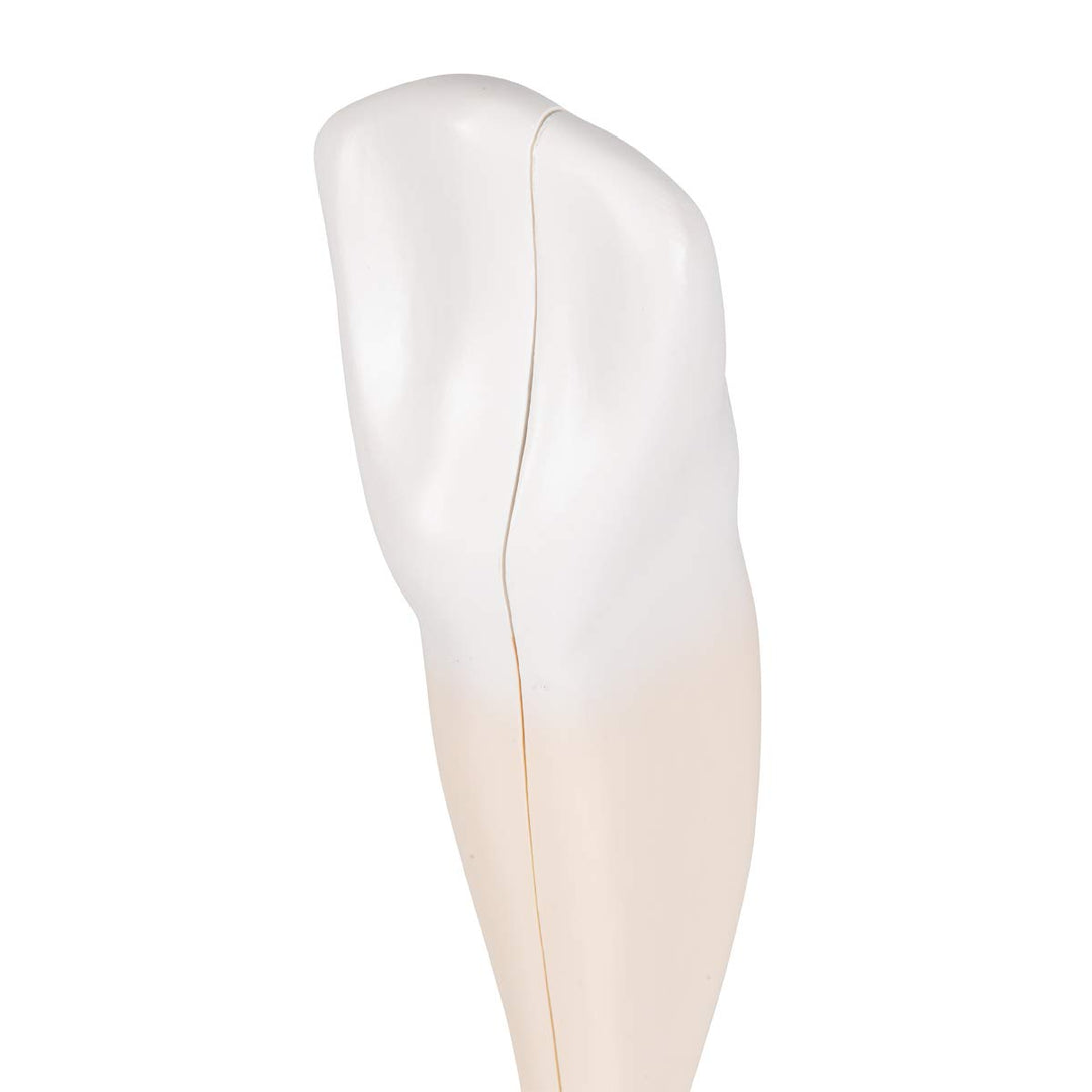 3B Scientific Menschliche Anatomie - Unterer Eckzahn, 2-teilig + kostenlose Anatomie App - 3B Smart