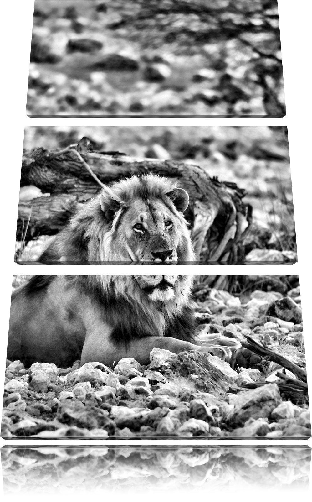 Pixxprint Löwe in Steinlandschaft als Leinwandbild/Grösse: 3 Teilig (120x80) cm/Wandbild/Kunstdruck/