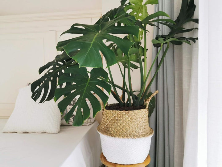 DOKOT Seegras Korb Blumentopf Naturkorb Gewebt Wäschekorb Mit Griff für Pflanze Spielzeug Aufbewahru