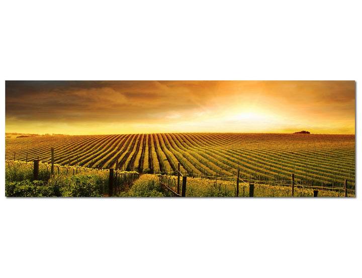 Paul Sinus Art Panoramabild auf Leinwand und Keilrahmen 120x40cm Landschaft Weinberge Sonnenuntergan