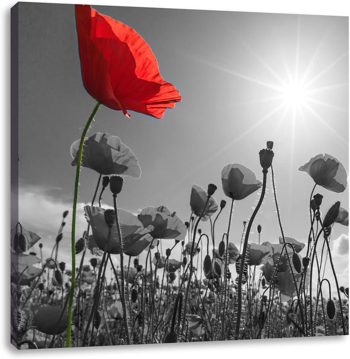 Pixxprint Mohnblumenfeld im Sommer als Leinwandbild/Grösse: 70x70 cm/Wandbild/Kunstdruck/fertig besp