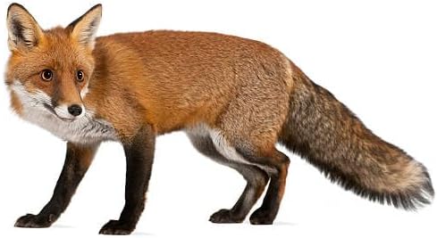 Solar Wildtiervertreiber mit 3 Geräuschen | Wildschwein | Füchse | Wölfe | für Tierdurchgangsbereich