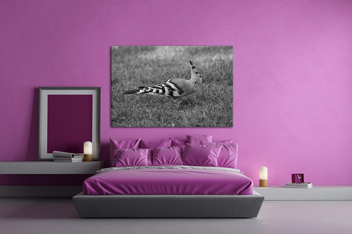 exotischer Wiedehopf Effekt: Schwarz/Weiss im Format: 100x70 als Leinwandbild, Motiv fertig gerahmt