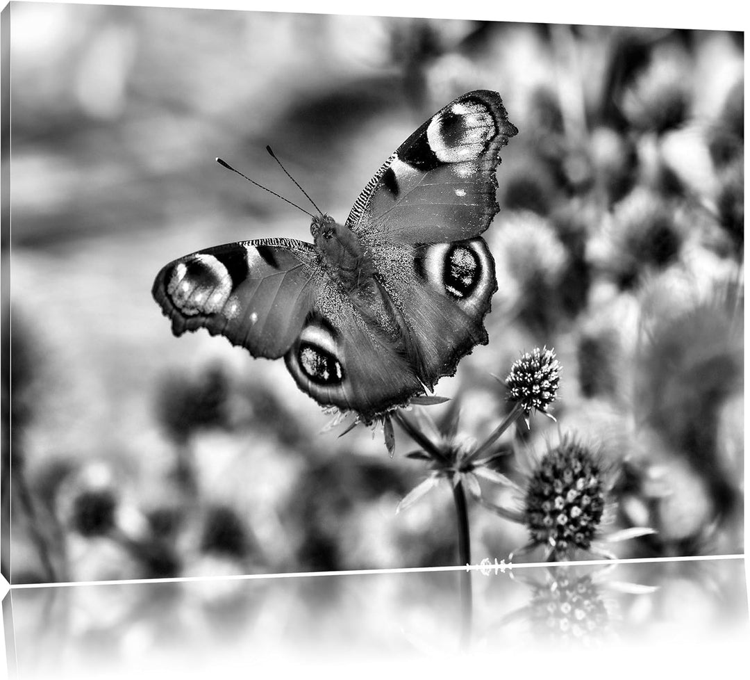 Pixxprint Monocrome, Schöner Schmetterling Pfauenauge, Format: 100x70 auf Leinwand, XXL riesige Bild