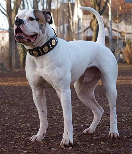 Bestia "Maximus'' Echtleder Hundehalsband für grosse Hunde. 100% Leder. Weich Gepolstert XL- 57.5 bi