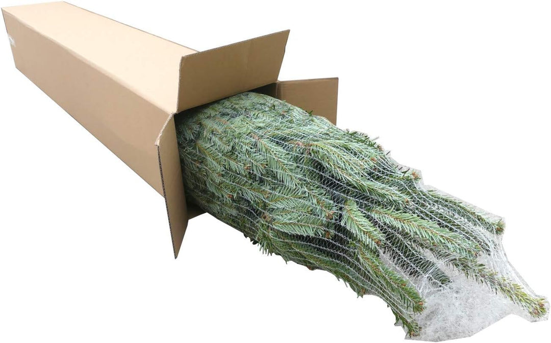 Echter Weihnachtsbaum - Nordmanntanne - frisch geschlagen Christbaum Tannenbaum (Tanne, 80-100 cm)