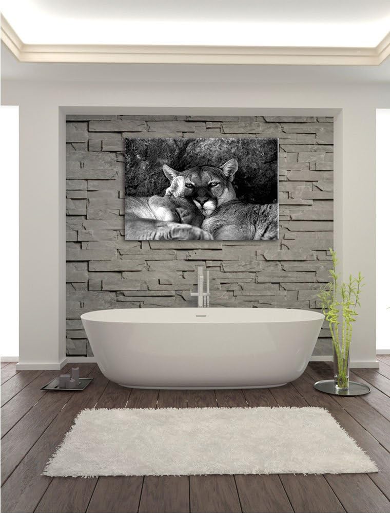 Pixxprint verschlafenes Puma Paar Kunst B&W als Leinwandbild/Grösse: 100x70 / Wandbild/Kunstdruck/fe