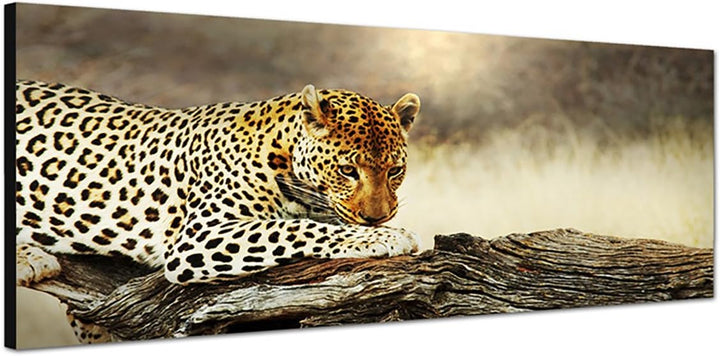 Paul Sinus Art Panoramabild auf Leinwand und Keilrahmen 150x50cm Leopard Baumstamm Afrika Wildnis