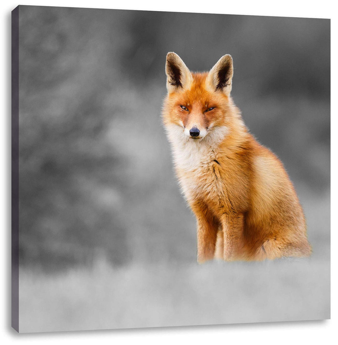 Pixxprint prachtvoller Fuchs schwarz/weiss, Format: 70x70 auf Leinwand, 70x70