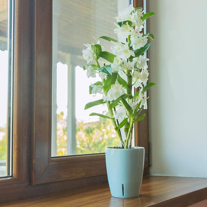 Santino 4er-Set Orchideentopf D 12cm Selbstbewässernder Topf mit Dochtsystem und Wasserstandsanzeige