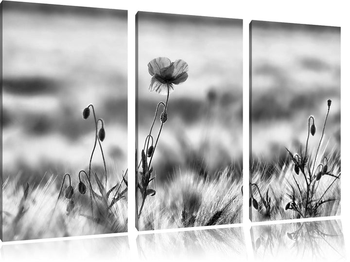 Pixxprint Blumen im Feld Tulpen als Leinwandbild/Grösse: 3 Teilig (120x80) cm/Wandbild/Kunstdruck/fe