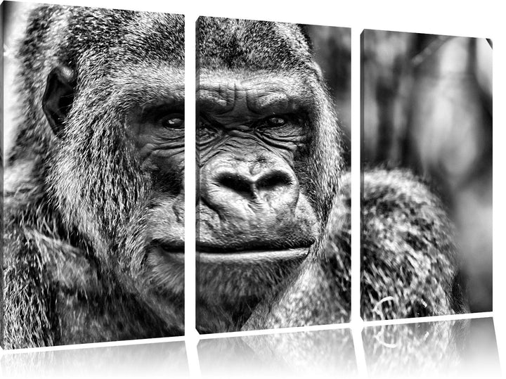 Pixxprint stolzer Gorilla als Leinwandbild/Grösse: 3 Teilig (120x80 cm) cm/Wandbild/Kunstdruck/ferti