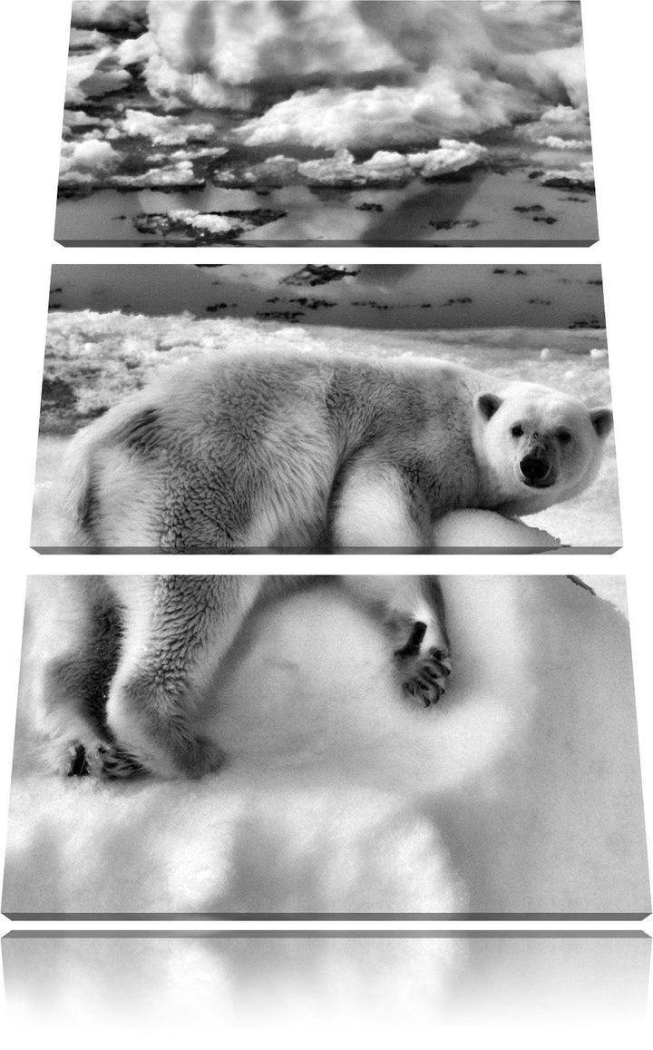 Pixxprint Eisbär auf Eisberg als Leinwandbild/Grösse: 3 Teilig (120x80) cm/Wandbild/Kunstdruck/ferti