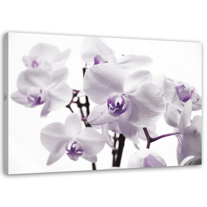Feeby, Leinwandbild, Bilder, Wand Bild, Wandbilder, Kunstdruck 80x120cm, Blumen, ORCHIDEEN, MAKRO, W