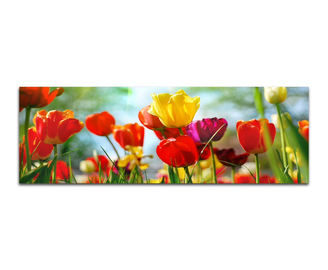 Paul Sinus Art Panoramabild auf Leinwand und Keilrahmen 120x40cm Tulpen Frühling Wiese
