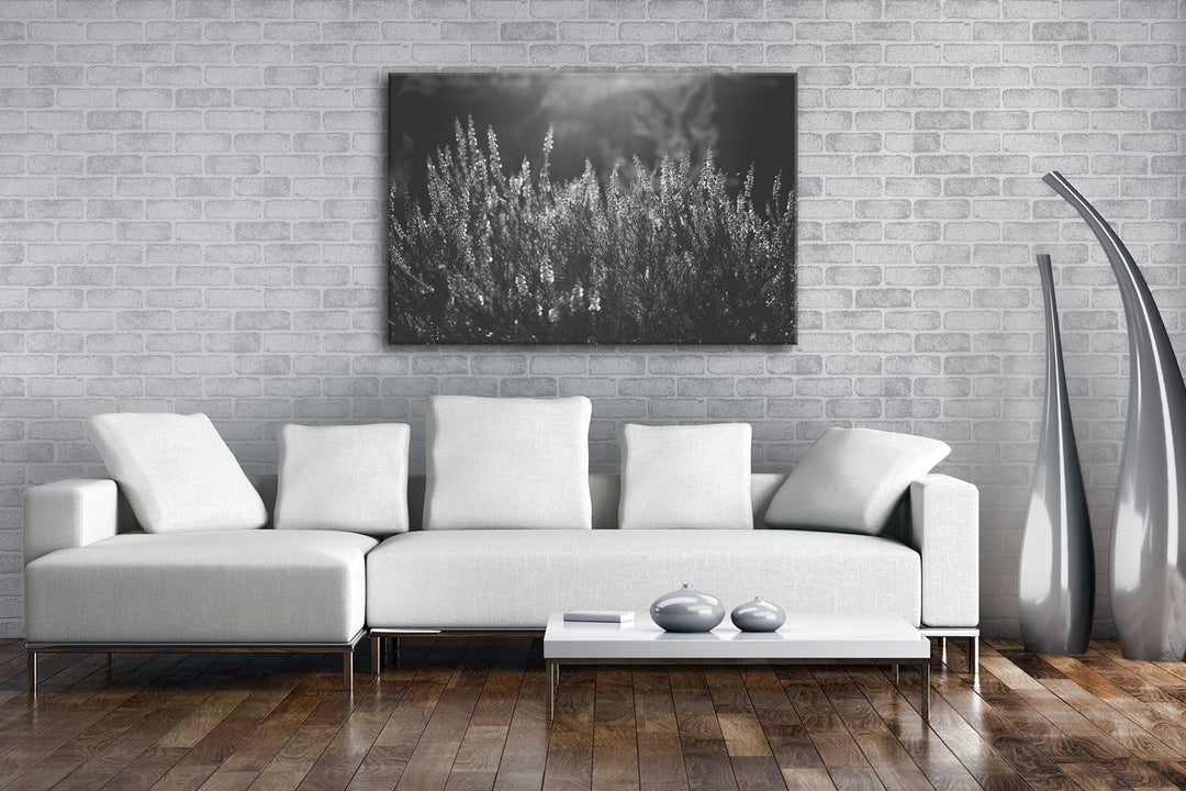 deyoli blühende Gräser Format: 80x60 Effekt: Schwarz/Weiss als Leinwand, Motiv fertig gerahmt auf Ec