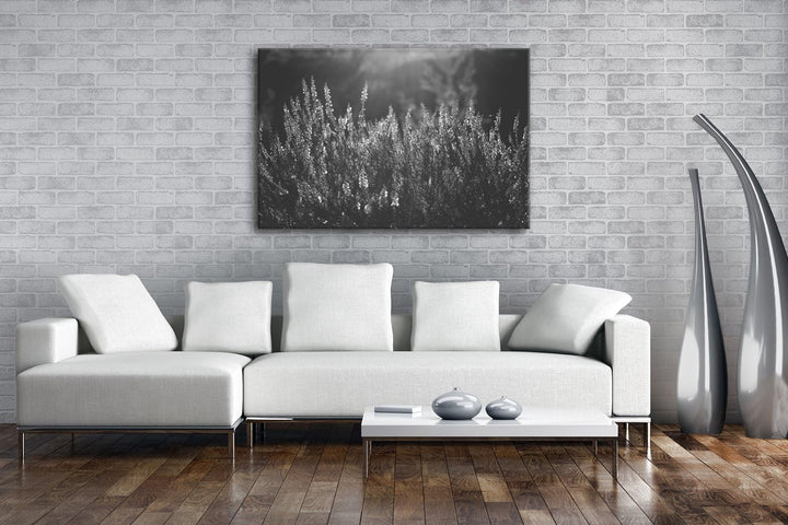 deyoli blühende Gräser Format: 80x60 Effekt: Schwarz/Weiss als Leinwand, Motiv fertig gerahmt auf Ec