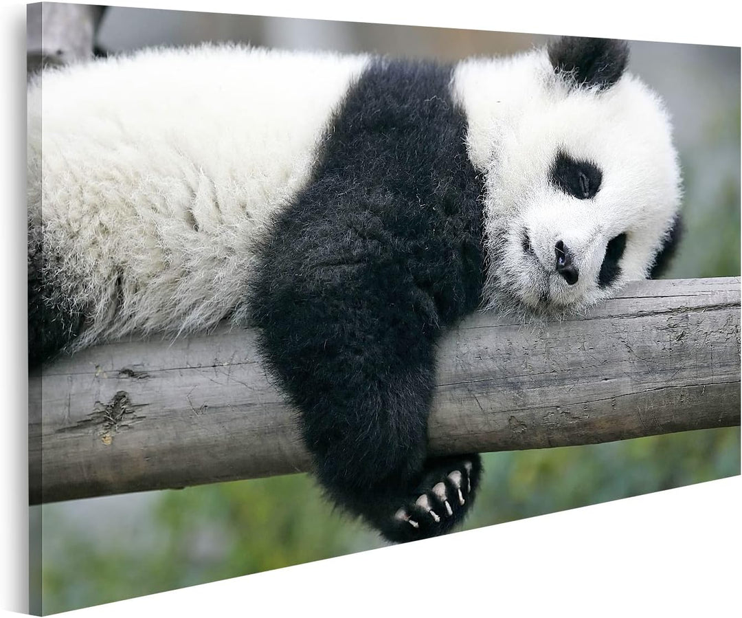 Bild auf Leinwand Panda Bear Wandbild Poster Kunstdruck Bilder, 80L x 40B cm