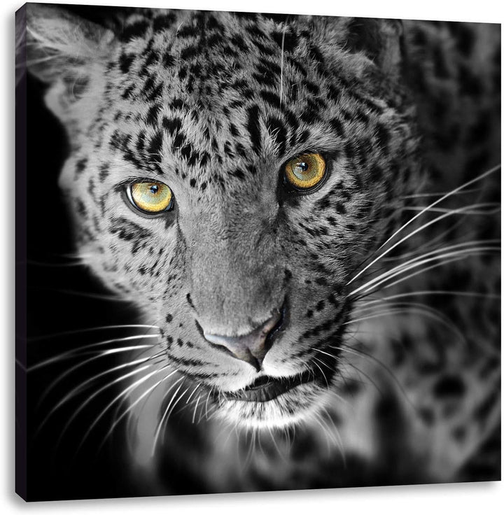 Pixxprint prächtig anmutiger Leopard als Leinwandbild/Grösse: 70x70 cm/Wandbild/Kunstdruck/fertig be