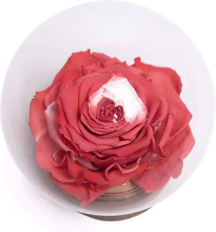 ROSEMARIE SCHULZ Heidelberg Infinity Rose im Glas die Schöne und das Biest echte lanlebige Rose mit